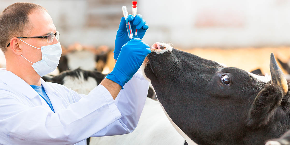 Профессия Зооинженер где учиться, зарплата, плюсы и минусы