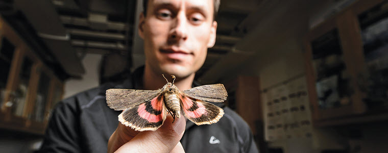 Entomologist: what they do, how to become one, and where to study