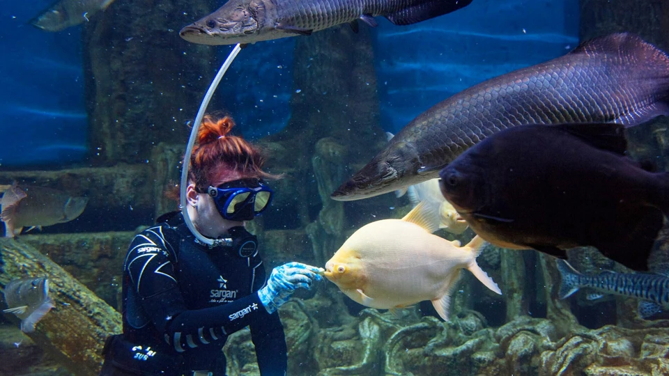 Ichthyologist: what they do, how to become one, and where to study