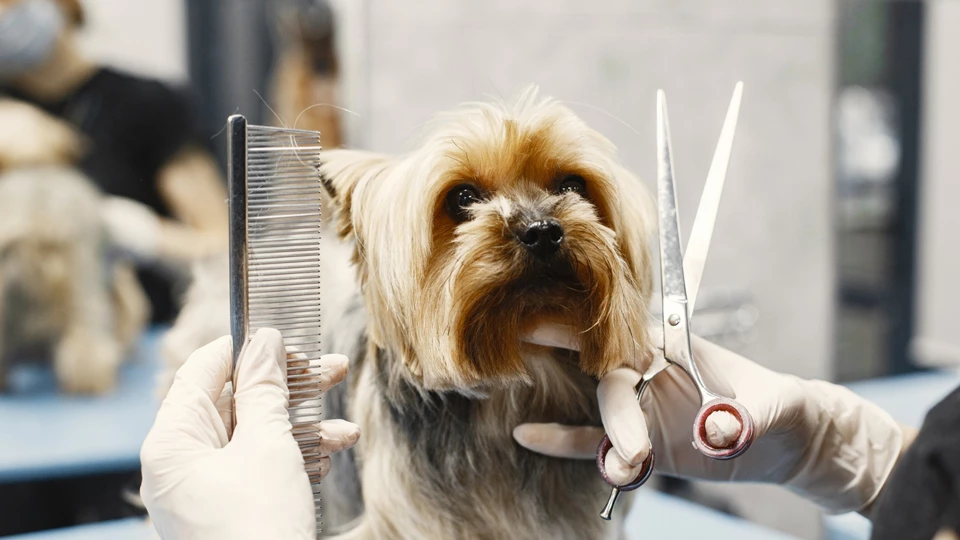 Профессия &laquo;Профессия грумер&raquo;