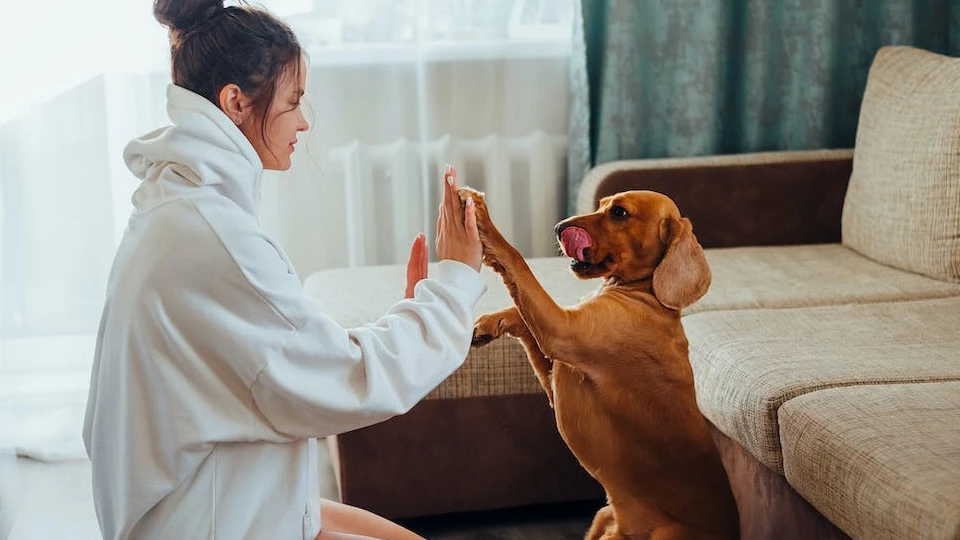Профессия «Профессия зоопсихолог»