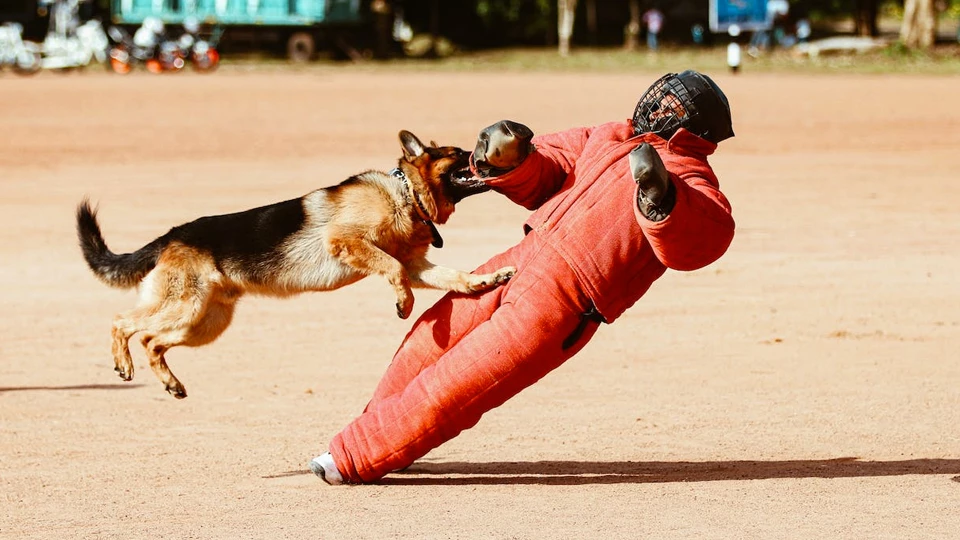 Профессия &laquo;Профессия кинолог&raquo;