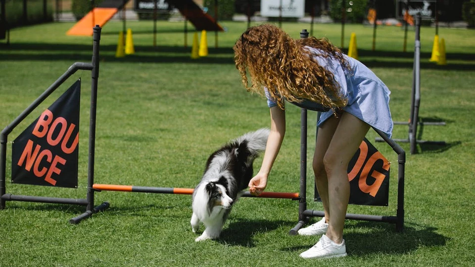 Профессия &laquo;Профессия дрессировщик&raquo;