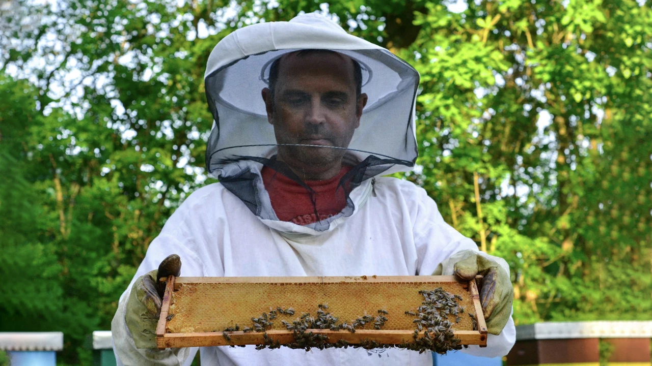 История выбора профессии: от банковской карьеры к пчеловодству