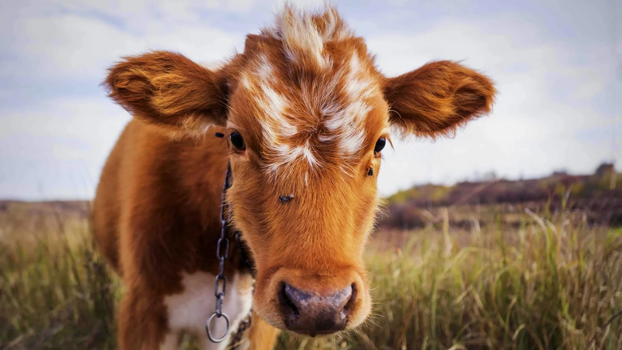 Корова, здорОво! Несколько вопросов о работе зоотехника