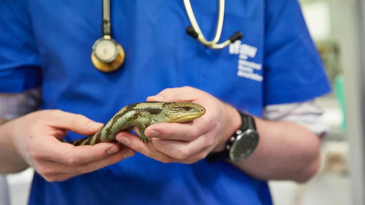 Лучшие ветеринарные вузы