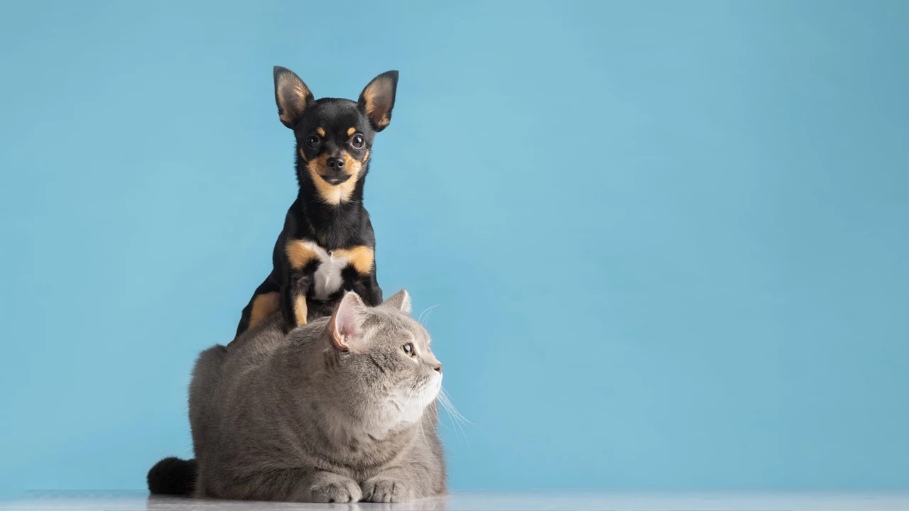 15 лучших профессий, связанных с животными