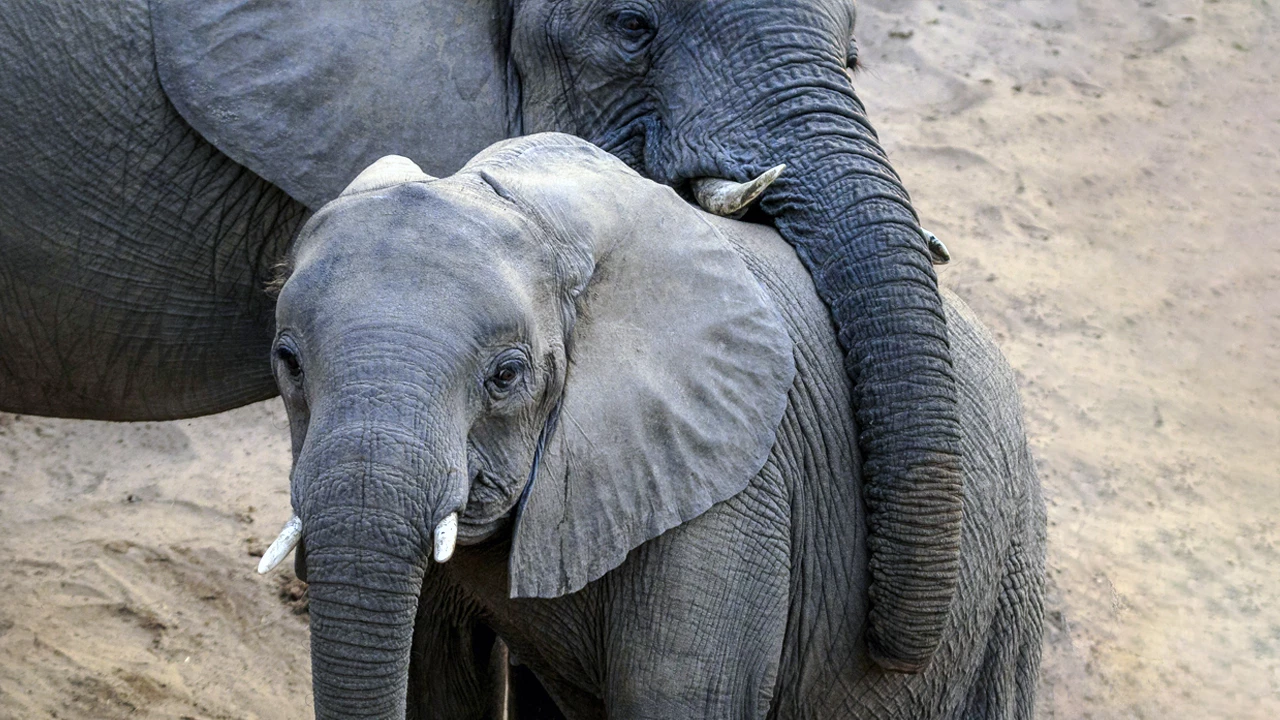 Чтобы ребенок не стал чужим