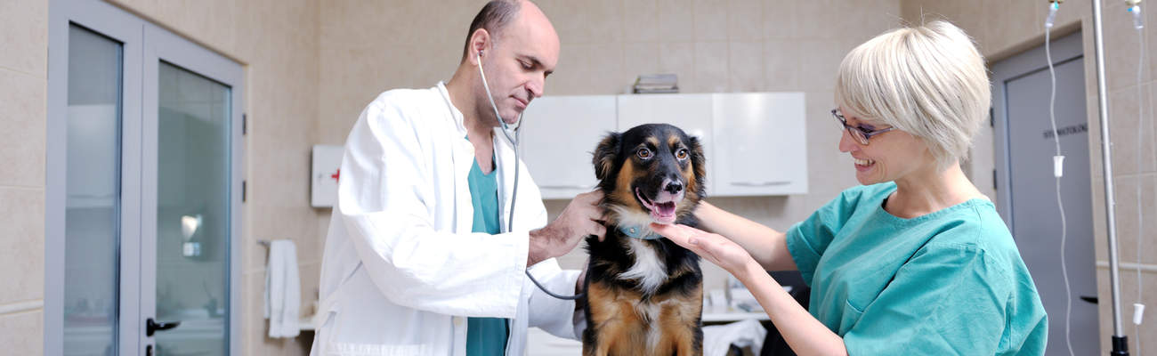 Профессия Ветеринарный врач (Ветеринар): где учиться, зарплата, плюсы и  минусы