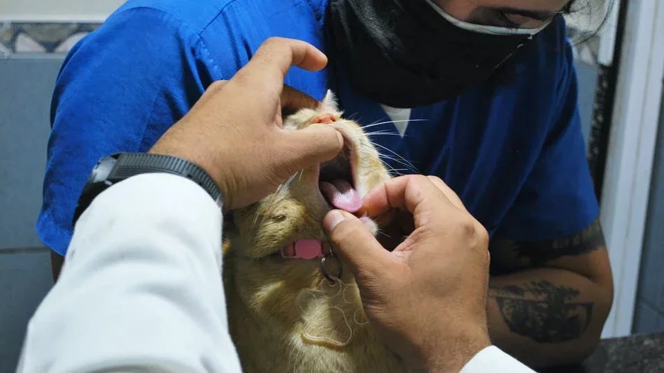 Профессия фелинолог