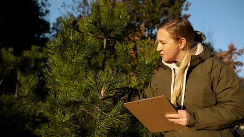 Лесодендролог